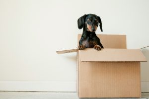 dog sitting in a moving box